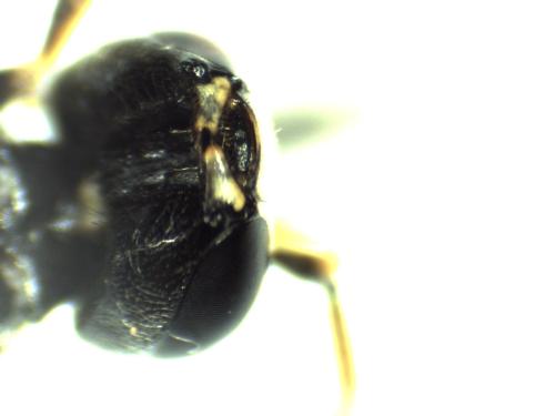 Réf. 334 432 : Hylaeus dilatatus